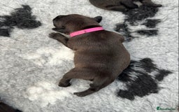 Staffordshire Bull Terrier dogs for sale: 🏆BLUE CHAMPION STAFFORDSHIRE BULL TERRIER PUPS  - Image 23