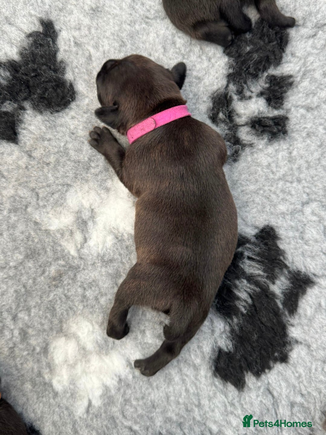 Staffordshire Bull Terrier dogs for sale: 🏆BLUE CHAMPION STAFFORDSHIRE BULL TERRIER PUPS  - Image 23