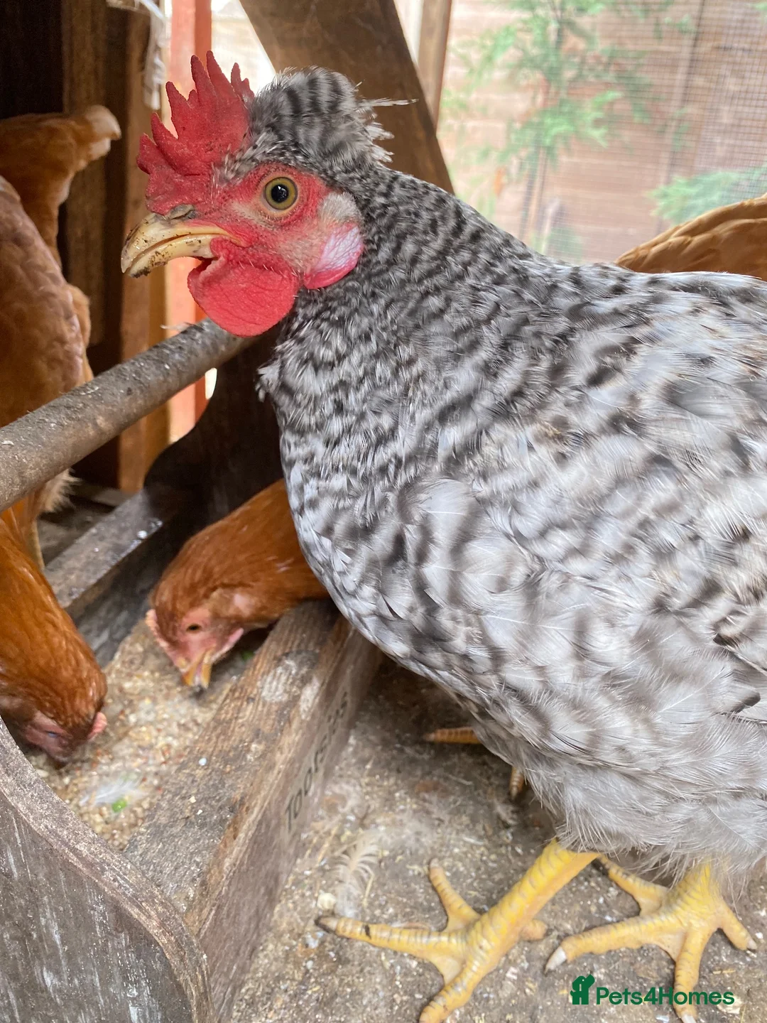Chickens poultry for sale: Cream legbar cockerel in Oxford - Advert 2