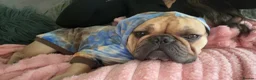 French Bulldog dogs for stud: Stud only  in Feltham - Advert 7