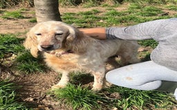 English Setter dogs for adoption: Lisa  - Advert 10