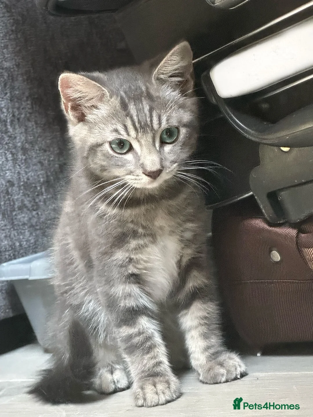 Russian Blue cats for sale: Russian blue X British shorthair Kitten 💙 - Advert 3