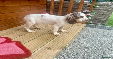 Cocker Spaniel dogs - Advert 9