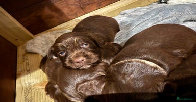 Sprocker dogs - Advert 4