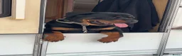 Rottweiler dogs for sale: 🐾 ROTTWEILER LOOKING FOR HIS FOREVER HOME 🐾 - Advert 3