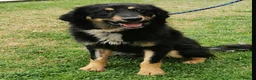 Mixed Breed dogs for adoption:  BROCK– BOY WHO SURVIVED, NOW READY TO THRIVE 💛🐾 - Advert 1