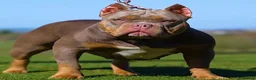 American Bully dogs for sale: RemiXzorro breeding  - Advert 1