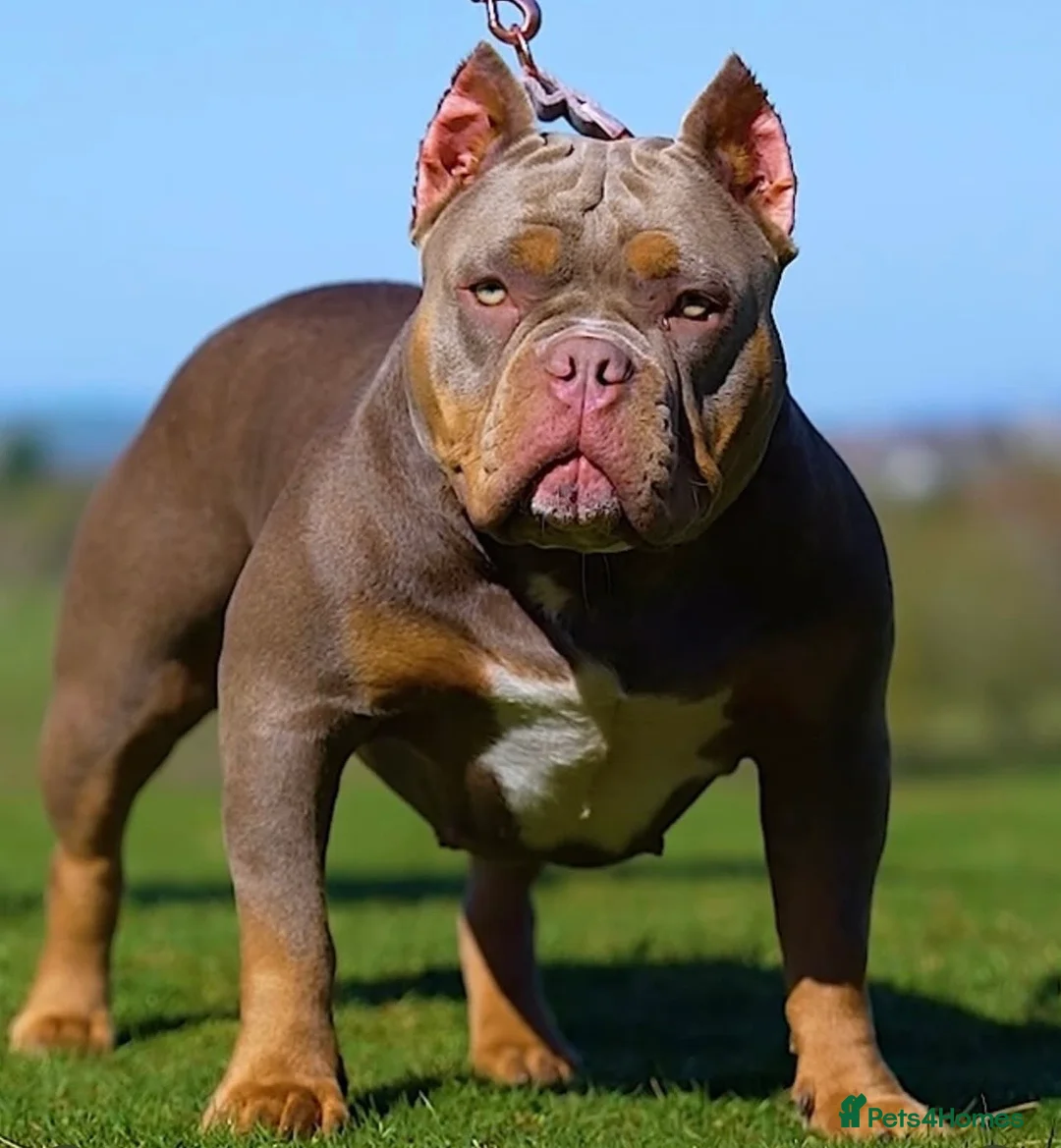 American Bully dogs for sale: RemiXzorro breeding  - Advert 1