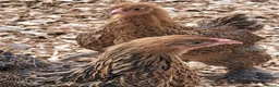 Chickens poultry for sale: Brahma Pullets  - Advert 1