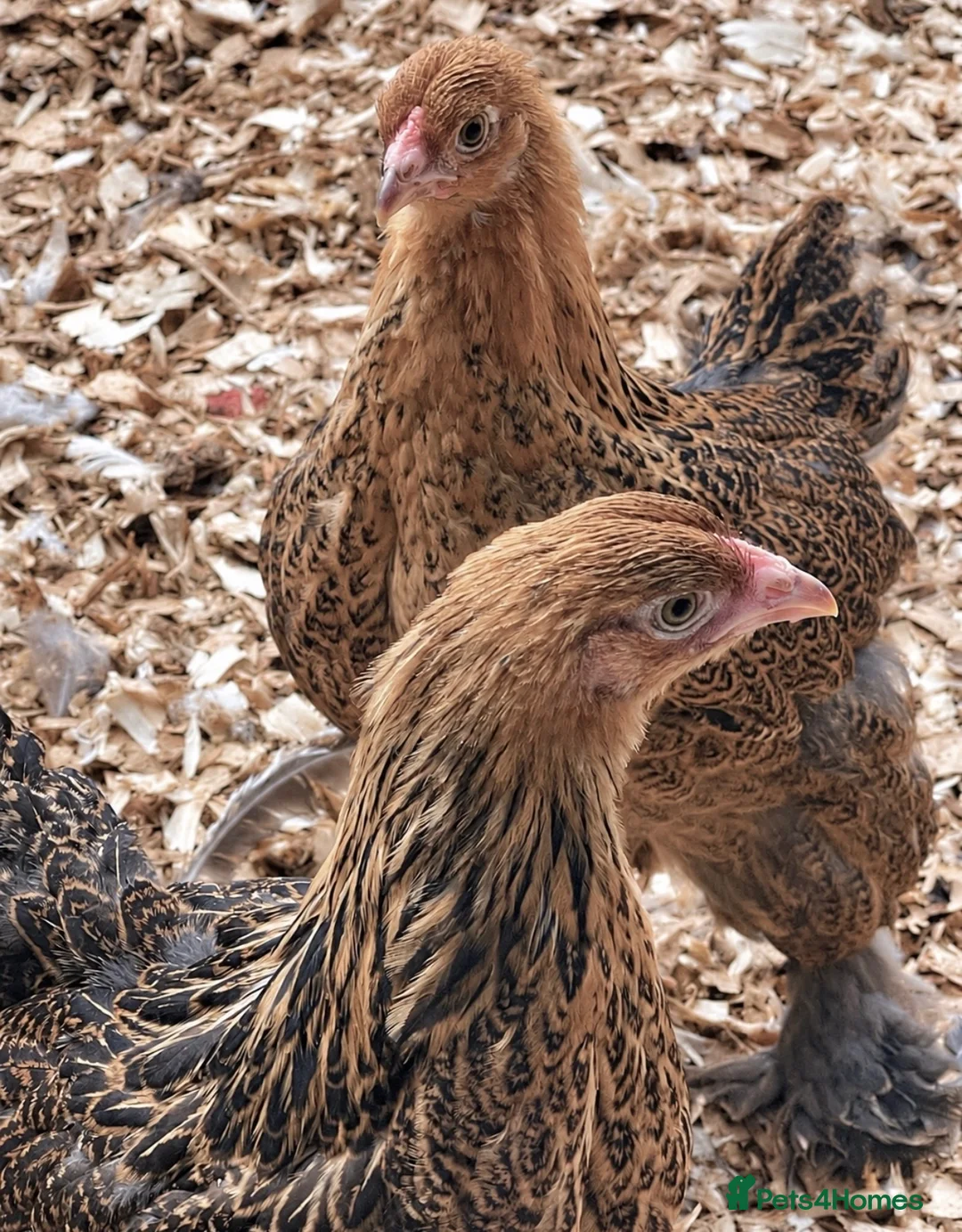 Chickens poultry for sale: Brahma Pullets  - Advert 1