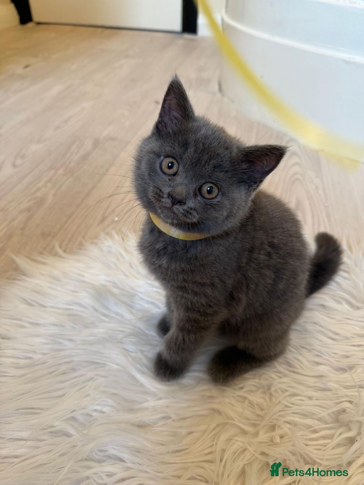 British Shorthair cats for sale: LOVELY BRITISH SHORTHAIR - Advert 4