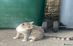 British Shorthair cats for sale: Pluto - female 1.5 years old  - Image 5
