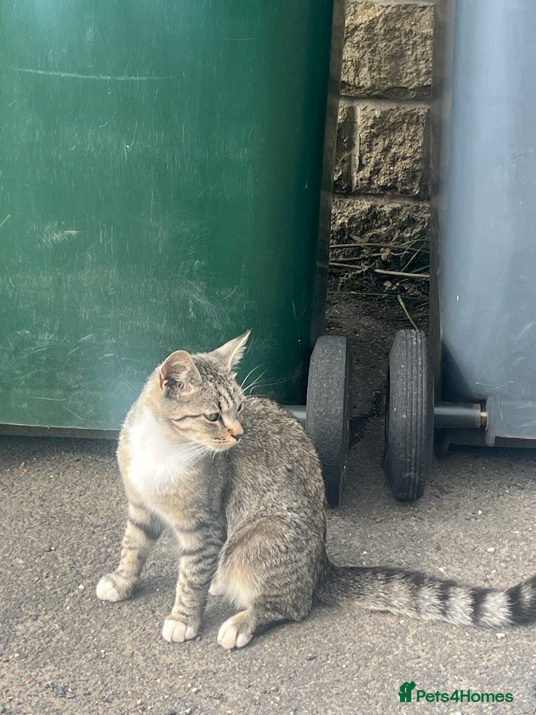 British Shorthair cats for sale: Pluto - female 1.5 years old  - Image 5
