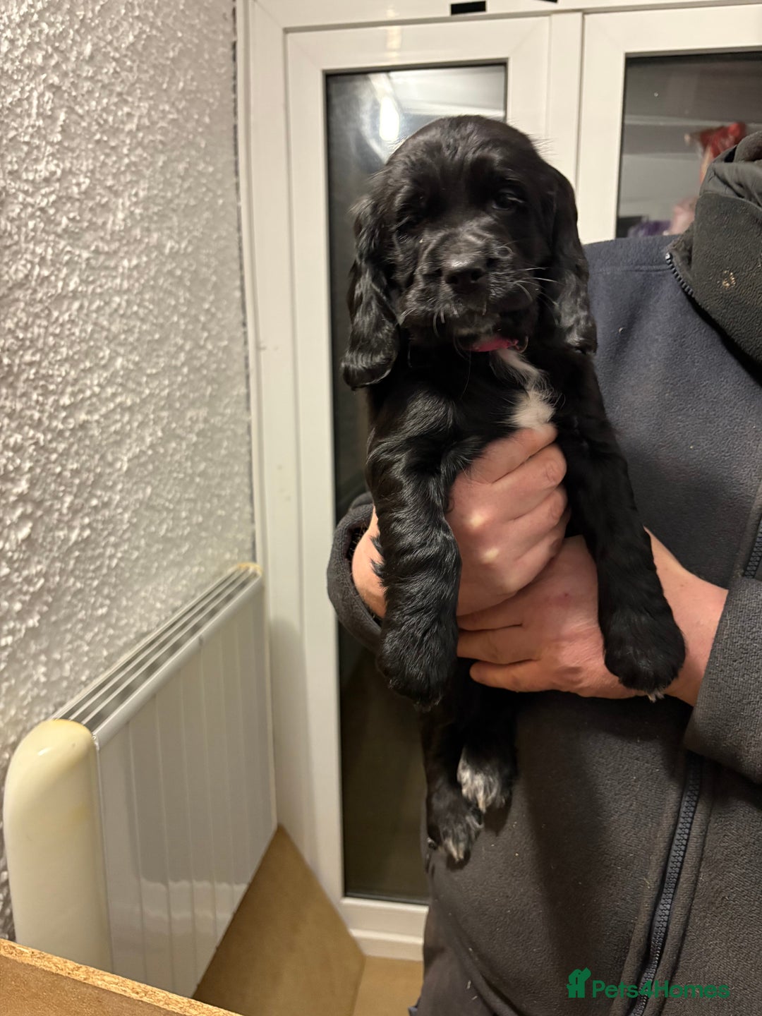 Cocker Spaniel dogs for sale: 2 Black and White Cocker Spaniel Pups - Advert 11