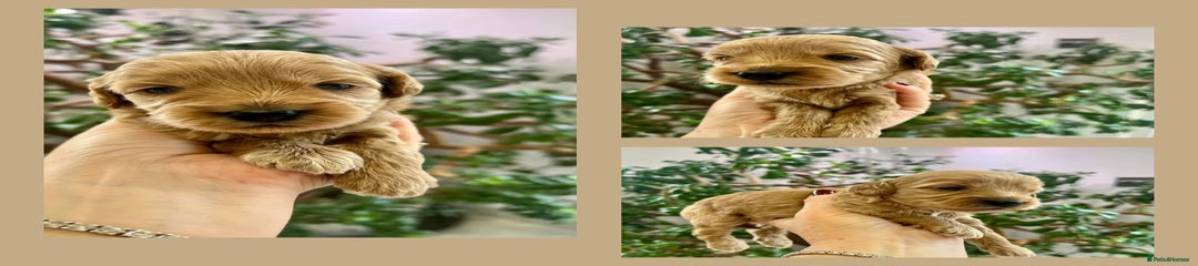 Cockapoo Puppy 5