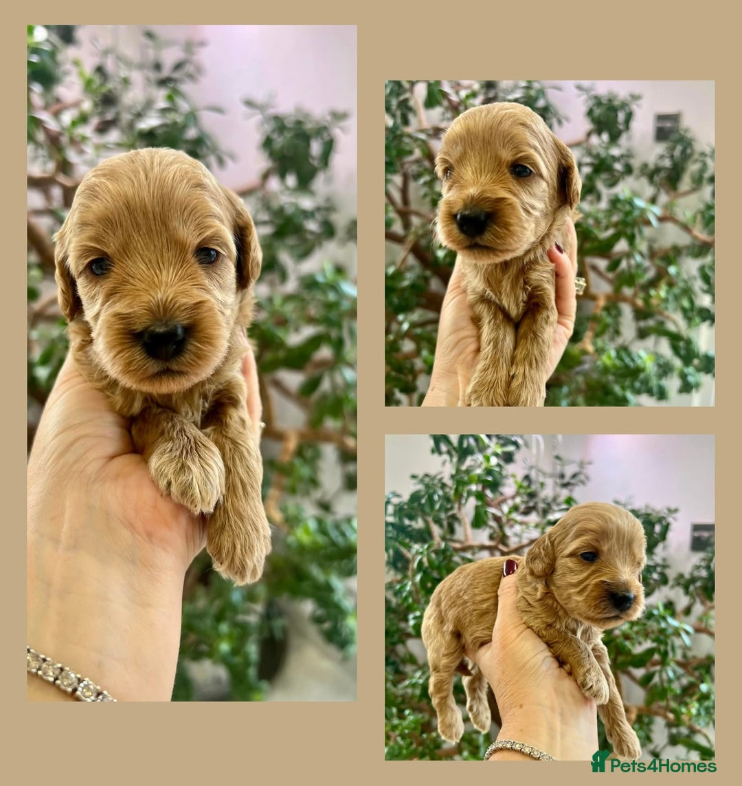 Cockapoo dogs for sale: 4⭐️Licensed Breeder Cockapoo Puppies - Image 11