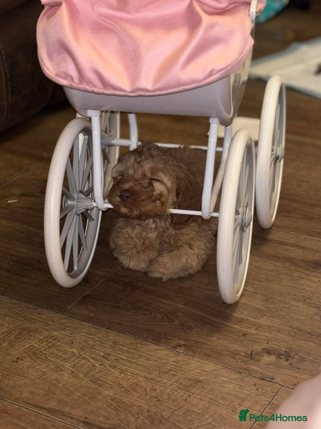 Cockapoo dogs for sale: ***BEAUTIFUL F1B COCKAPOOS*** - Advert 24