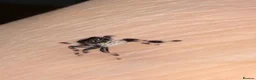Spiders invertebrates for sale: Phidippus Regius Florida Everglades - Advert 11