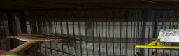 Finches birds for sale: 6 beautiful finches two proven pairs ,two female - Advert 10