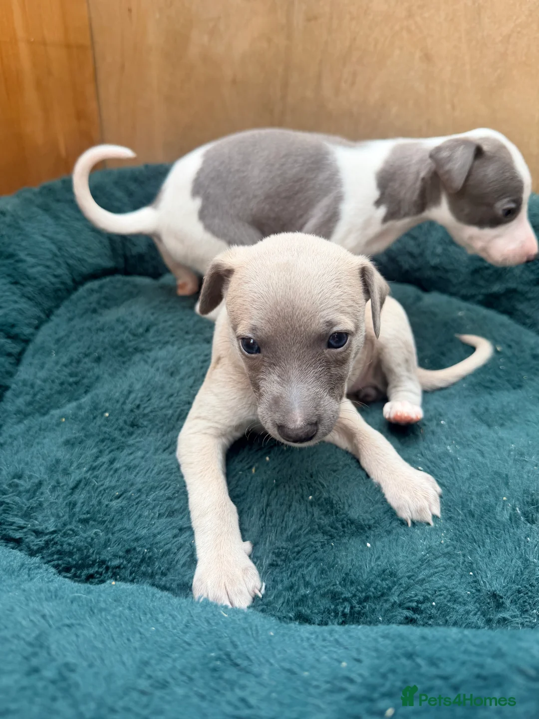 Whippet dogs for sale: Gorgeous Whippets Ready for forever Home - Advert 2