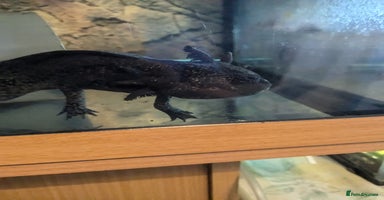 Axolotl reptiles - Advert 2
