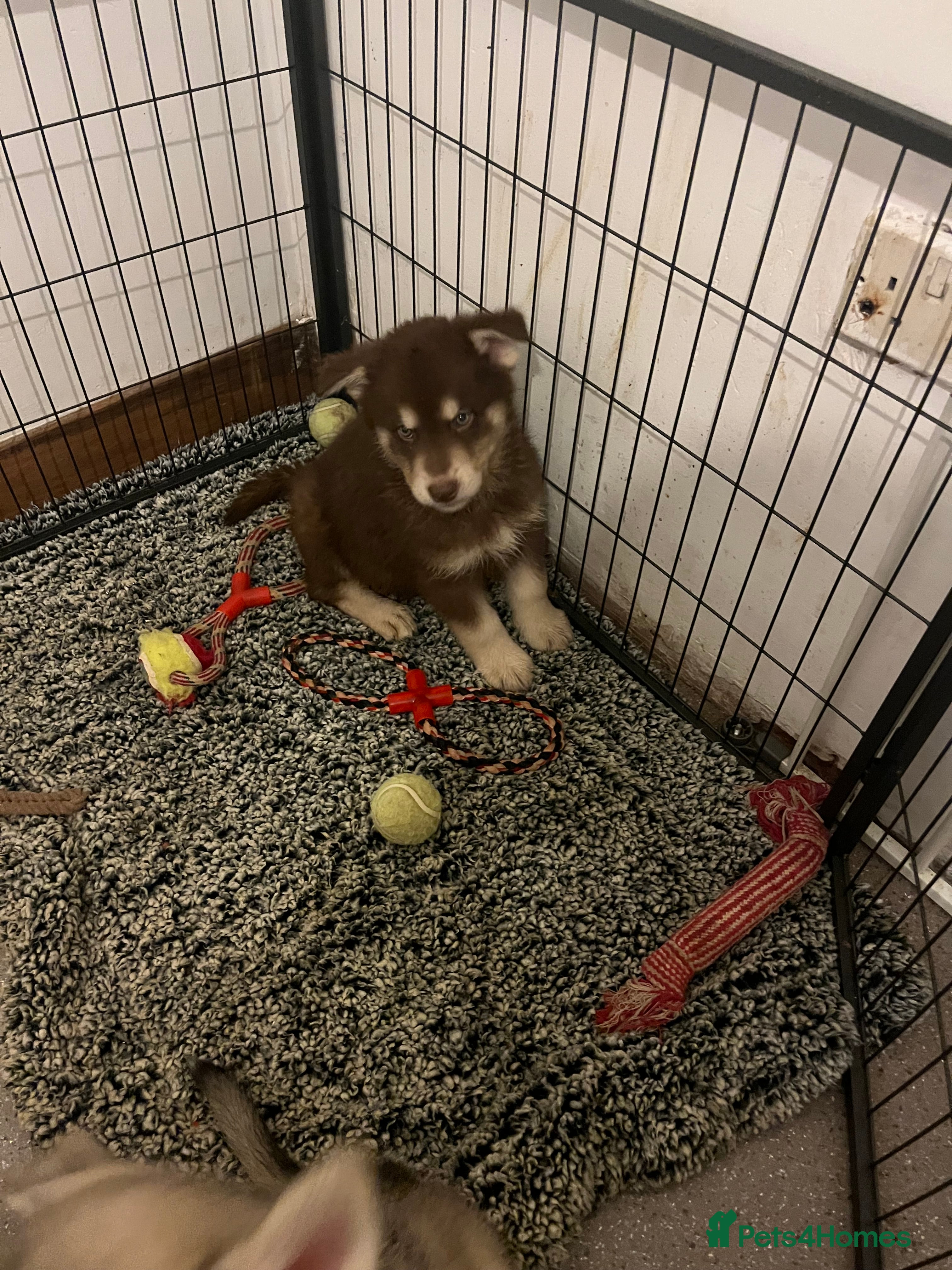 Northern Inuit dogs Northern Innuit puppies for sale  - Advert 1