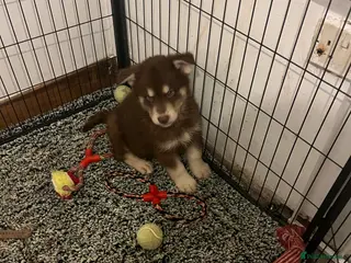 Northern Inuit dogs Northern Innuit puppies for sale - Advert 1