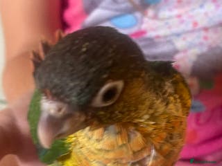 Conures birds Hand reared green cheeked conures - Advert 2