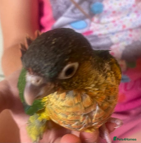 Conures birds - Advert 15