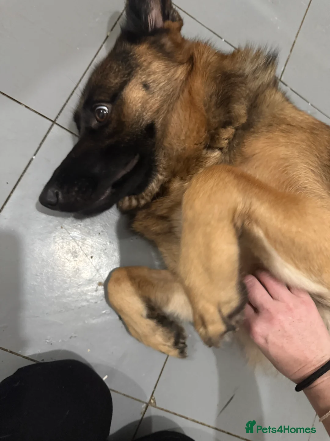 German Shepherd dogs for sale: German shepherd Adult - Advert 2