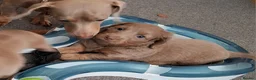 Miniature Dachshund dogs for sale: Miniature Dachshund  - Advert 6