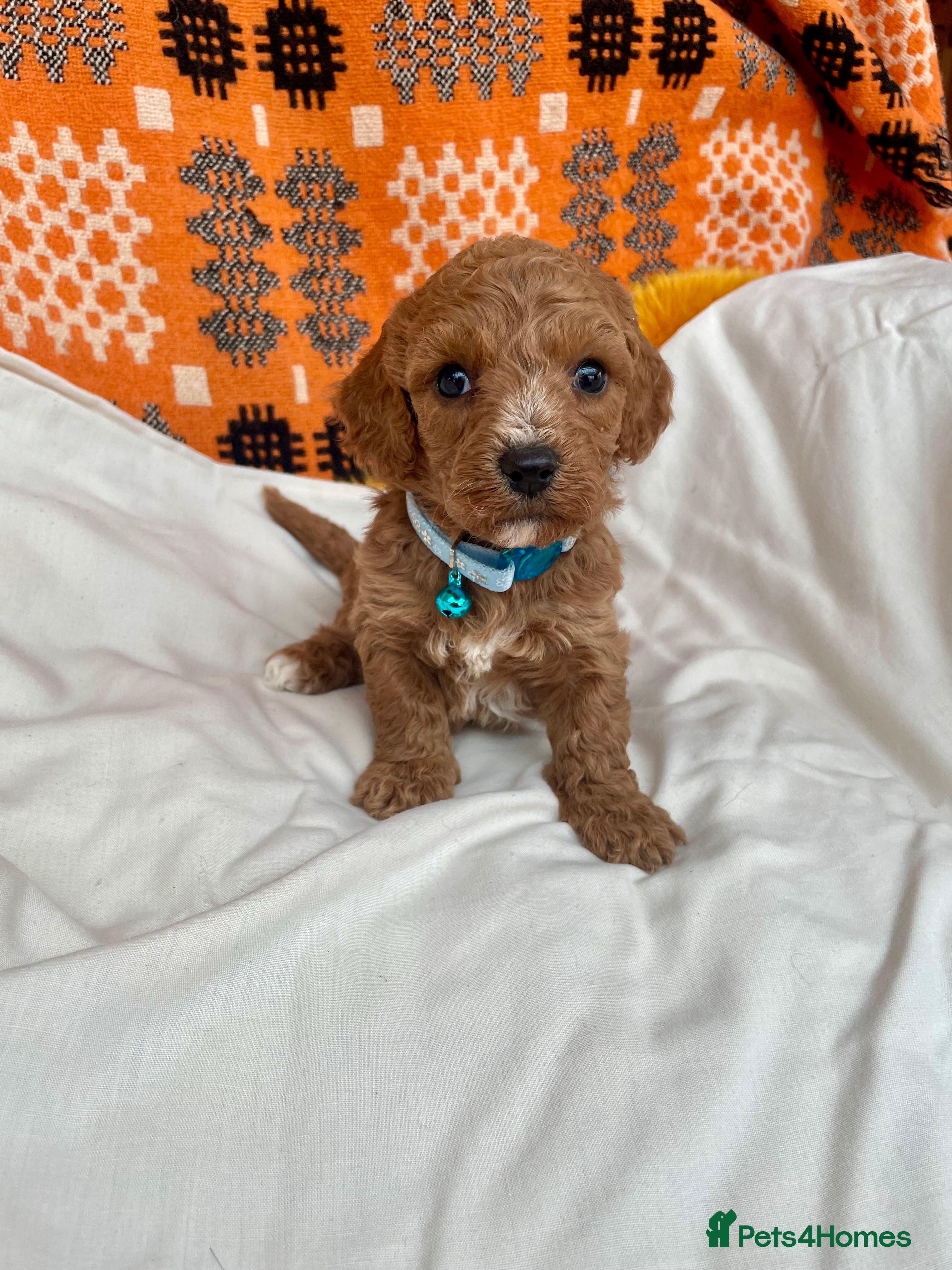 Cavapoochon dogs Stunning boys and girls - Advert 5