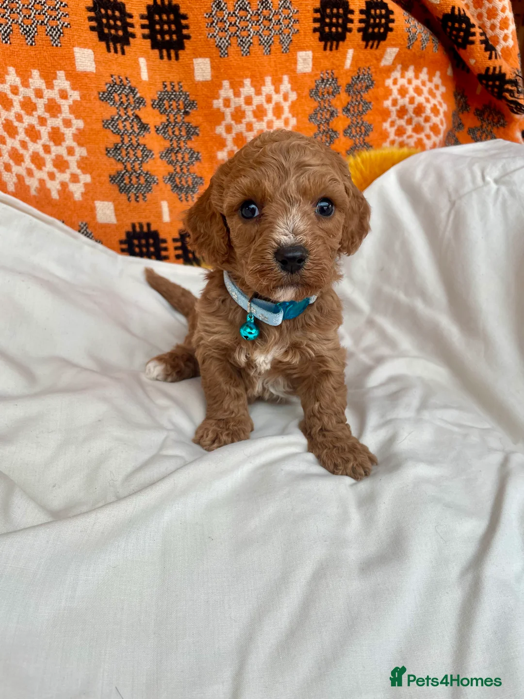 Cavapoochon dogs for sale: Stunning boys and girls in Carmarthen - Advert 1