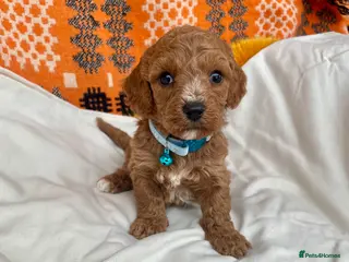 Cavapoochon dogs Stunning boys and girls - Advert 5