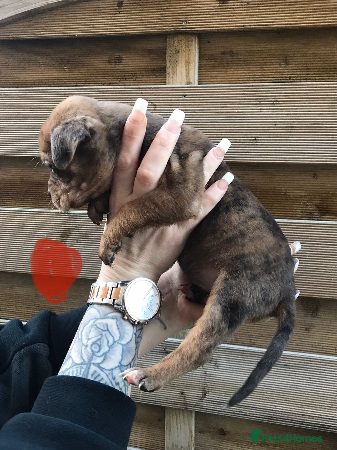 Mixed Breed dogs for sale: Bullweiller pups Merle  - Advert 17