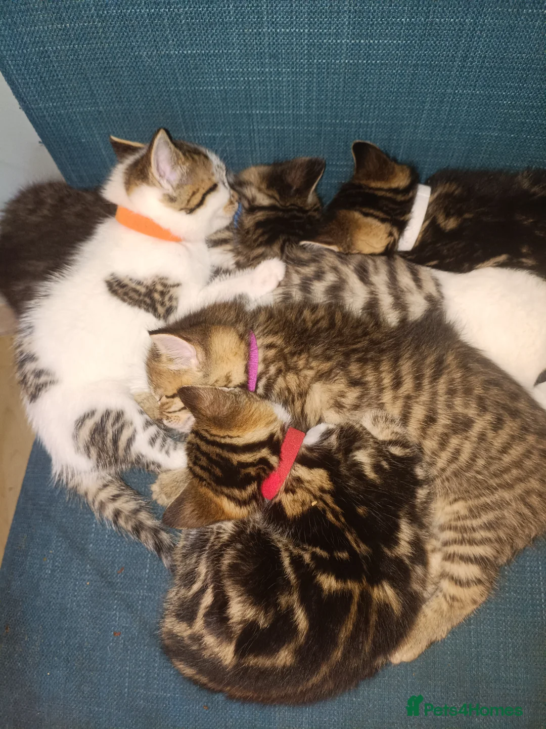 Toybob cats for sale: cat kittin  - Advert 6