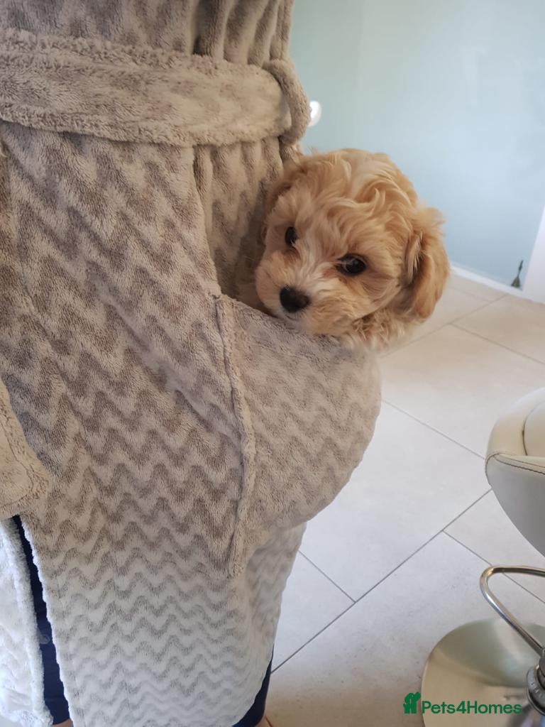 Maltipoo dogs Outstanding Maltipoo Puppies ready now  - Advert 2