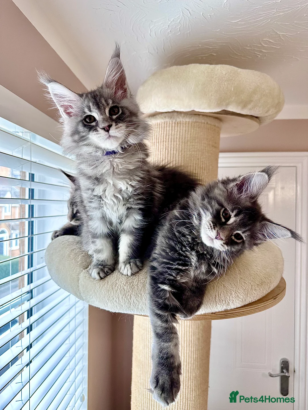 Maine Coon cats for sale: ✨Last 2 Gorgeous Pure Breed Maine Coon Kittens✨ - Advert 1