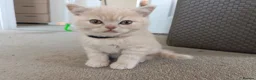 British Shorthair cats for sale: GCCF registered cream and lilac BSH - Advert 13