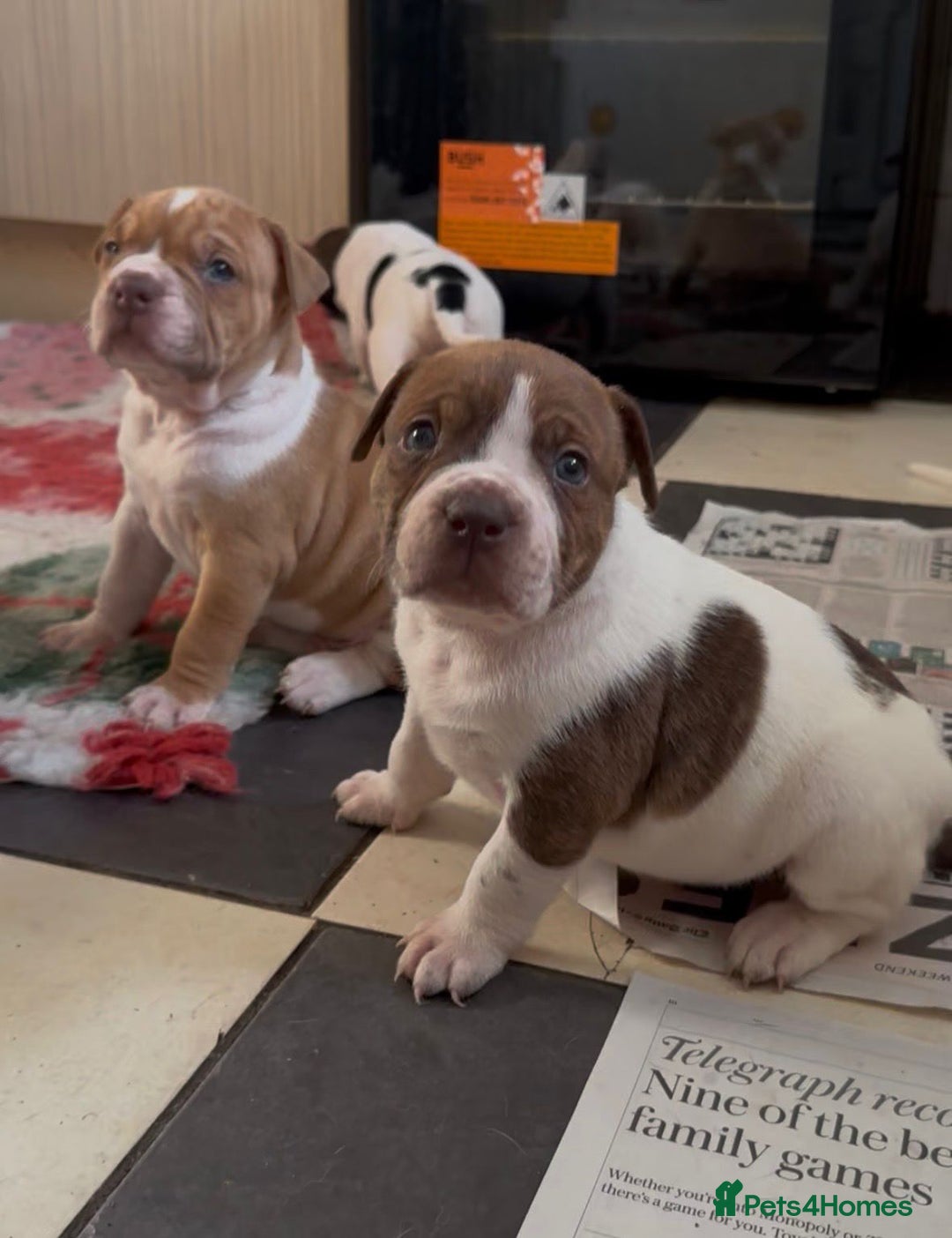 Alapaha Blue Blood Bulldog dogs for sale: TOP QUALITY PURE ALAPAHA BULLDOGS - Advert 28