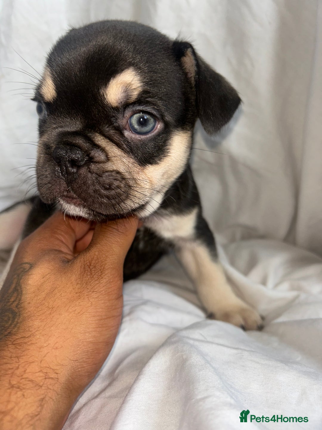 French Bulldog dogs for sale: French bulldog puppies fluffy carriers  - Image 23