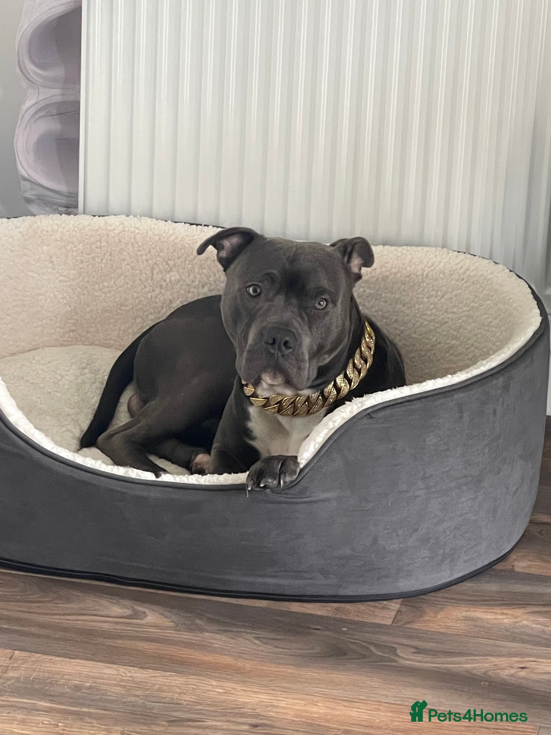 Staffordshire Bull Terrier dogs for sale: Dog looking for new home - Advert 6