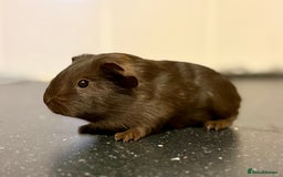 Guinea Pig rodents for sale: Boys and girls  - Image 11
