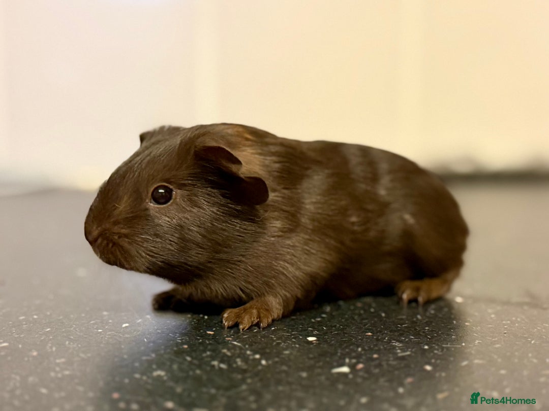 Guinea Pig rodents for sale: Boys and girls  - Image 11