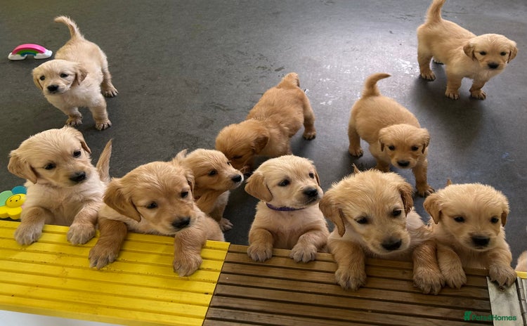 Golden Retriever dogs - Advert 1