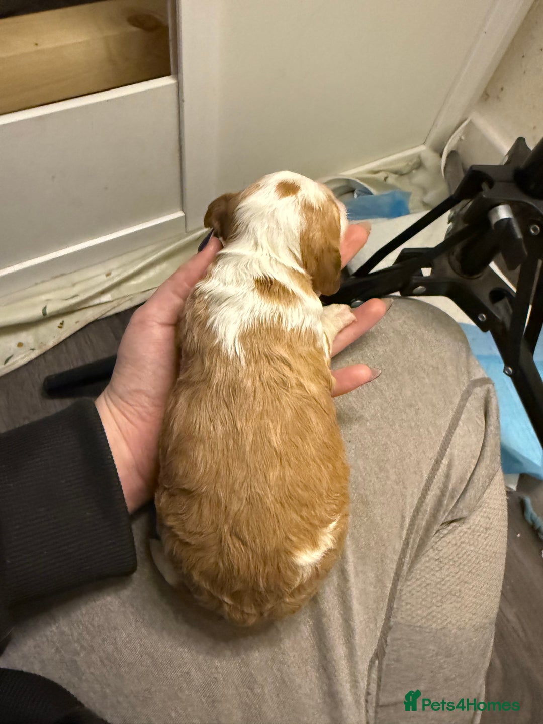 Cockapoo dogs for sale: 4 males and 1 female  - Advert 16