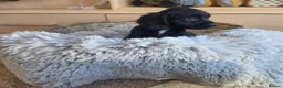 Cocker Spaniel dogs for sale: Working type Cocker Spaniels Ready now - Advert 18