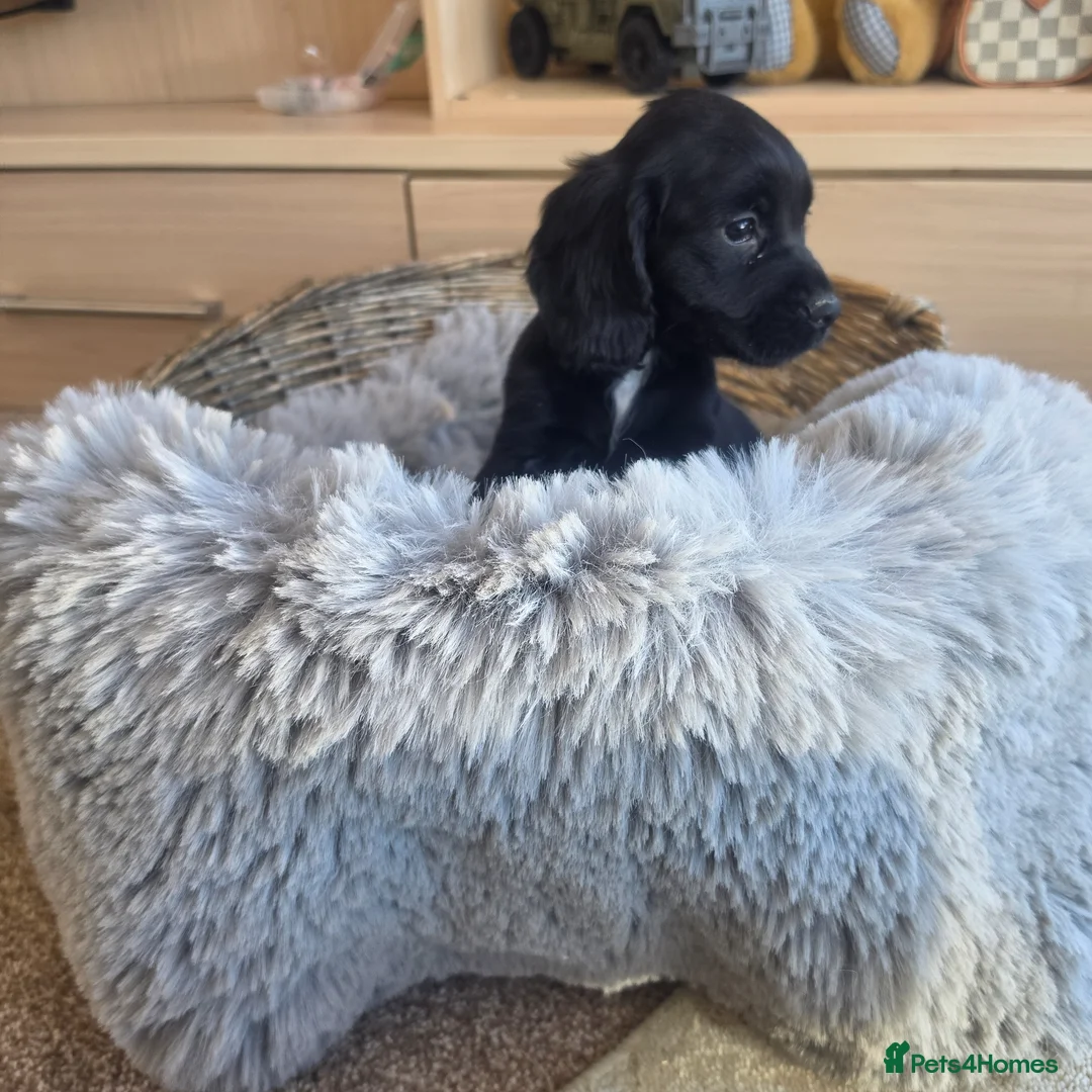 Cocker Spaniel dogs for sale: Working type Cocker Spaniels Ready now - Advert 18