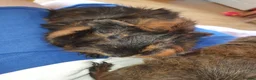 Guinea Pig rodents for sale: Abyssinian Type Boars in Hemel Hempstead - Advert 7