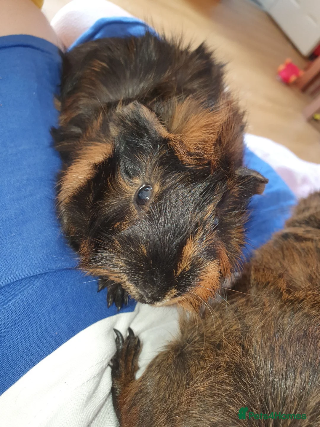 Guinea Pig rodents for sale: Abyssinian Type Boars in Hemel Hempstead - Advert 7